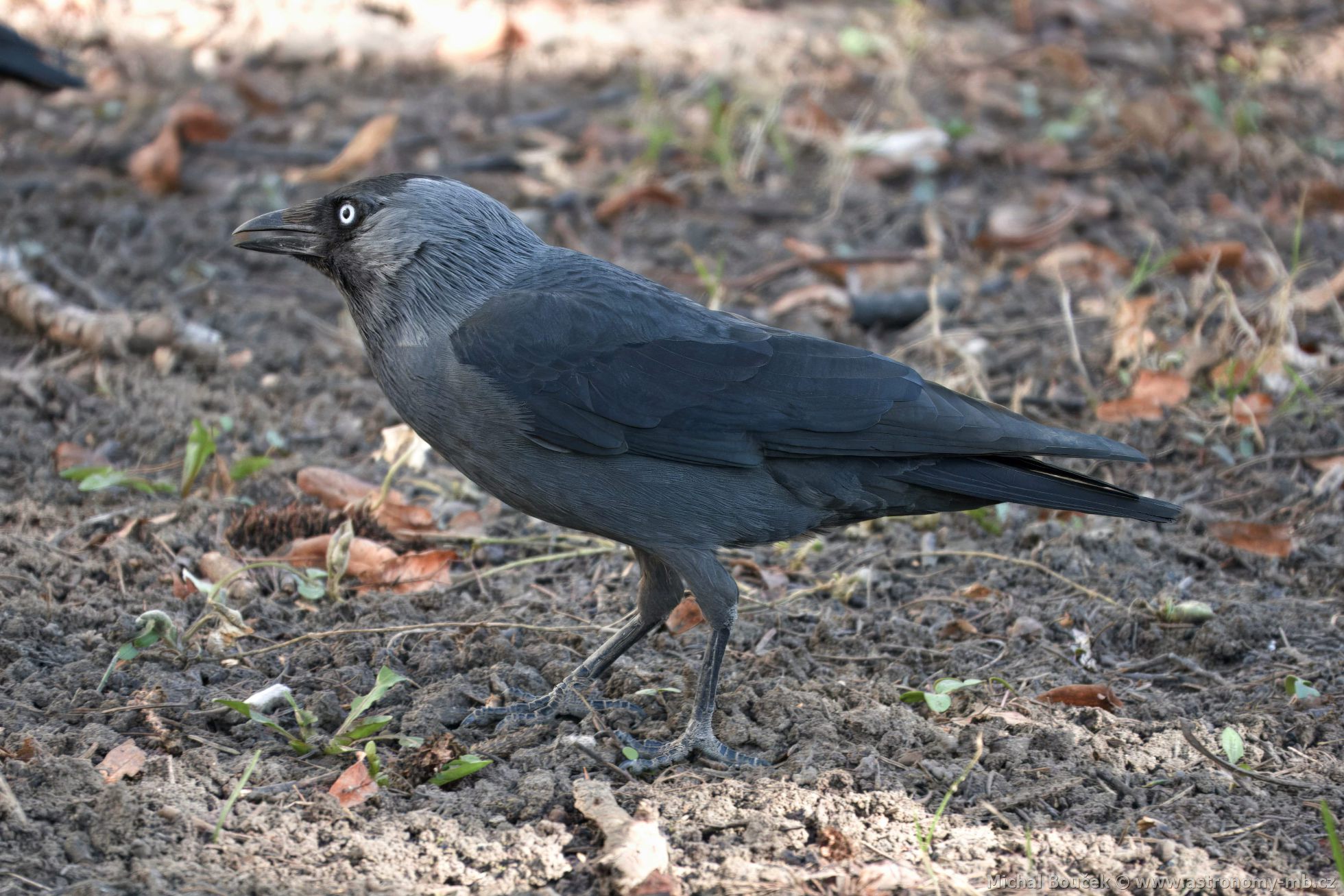 Kavka obecná (Corvus monedula)