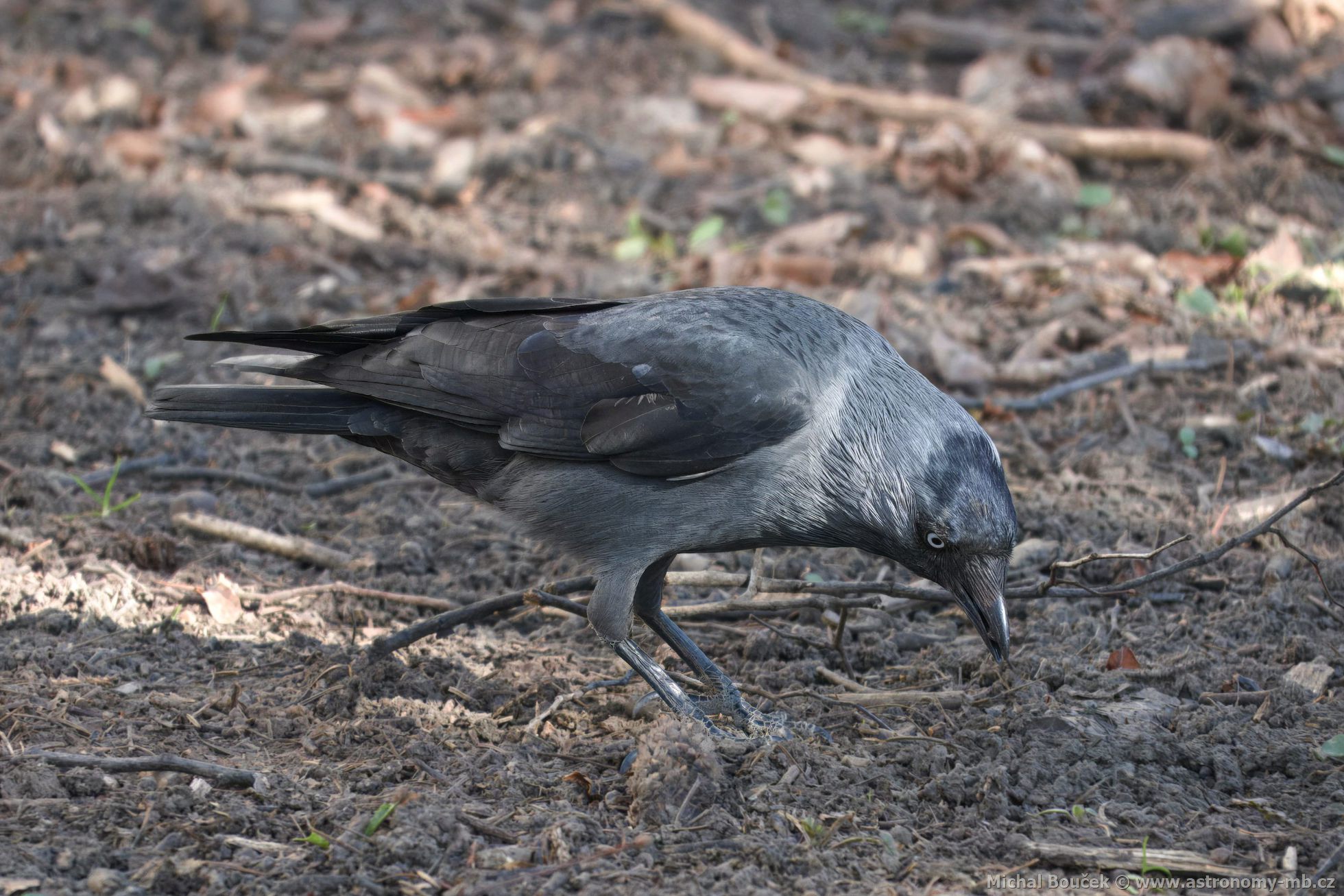 Kavka obecná (Corvus monedula)