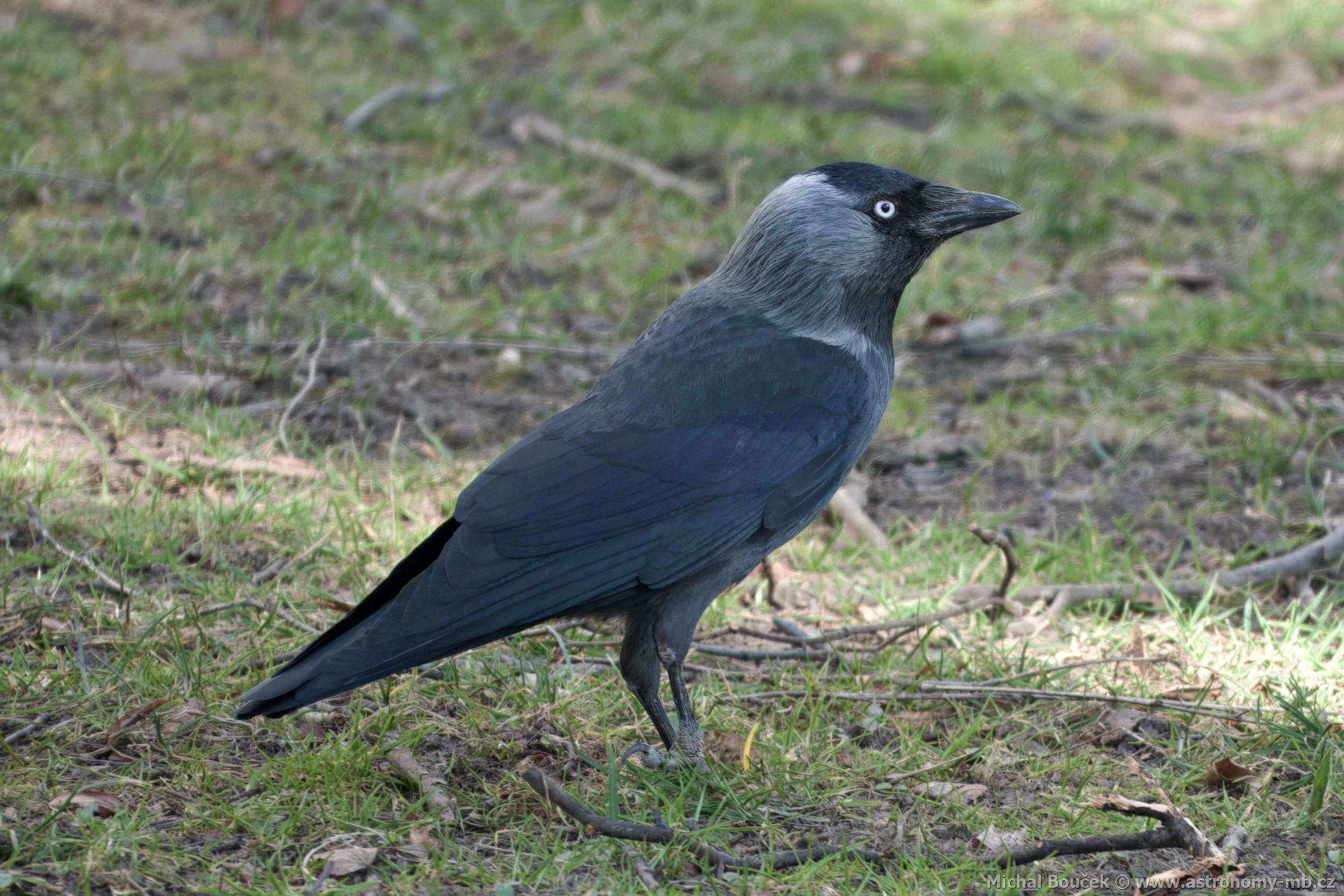 Kavka obecná (Corvus monedula)