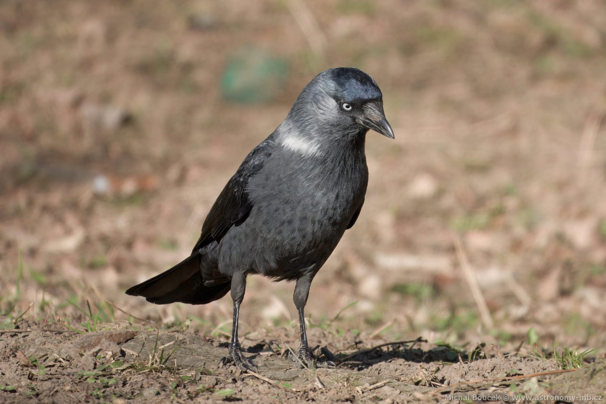 Kavka obecná (Corvus monedula)