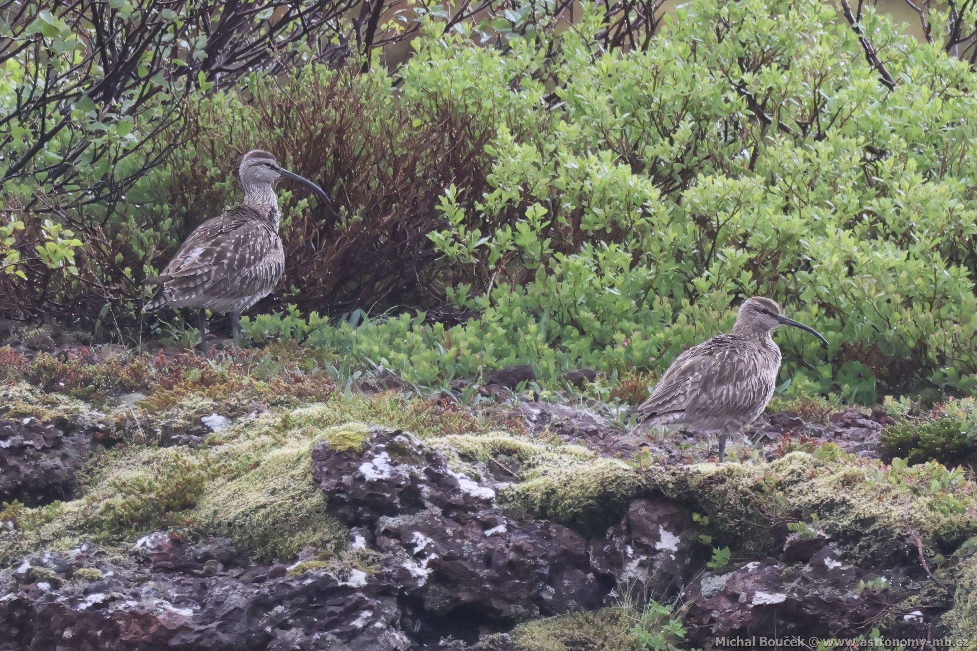 Koliha malá (Numenius phaeopus)