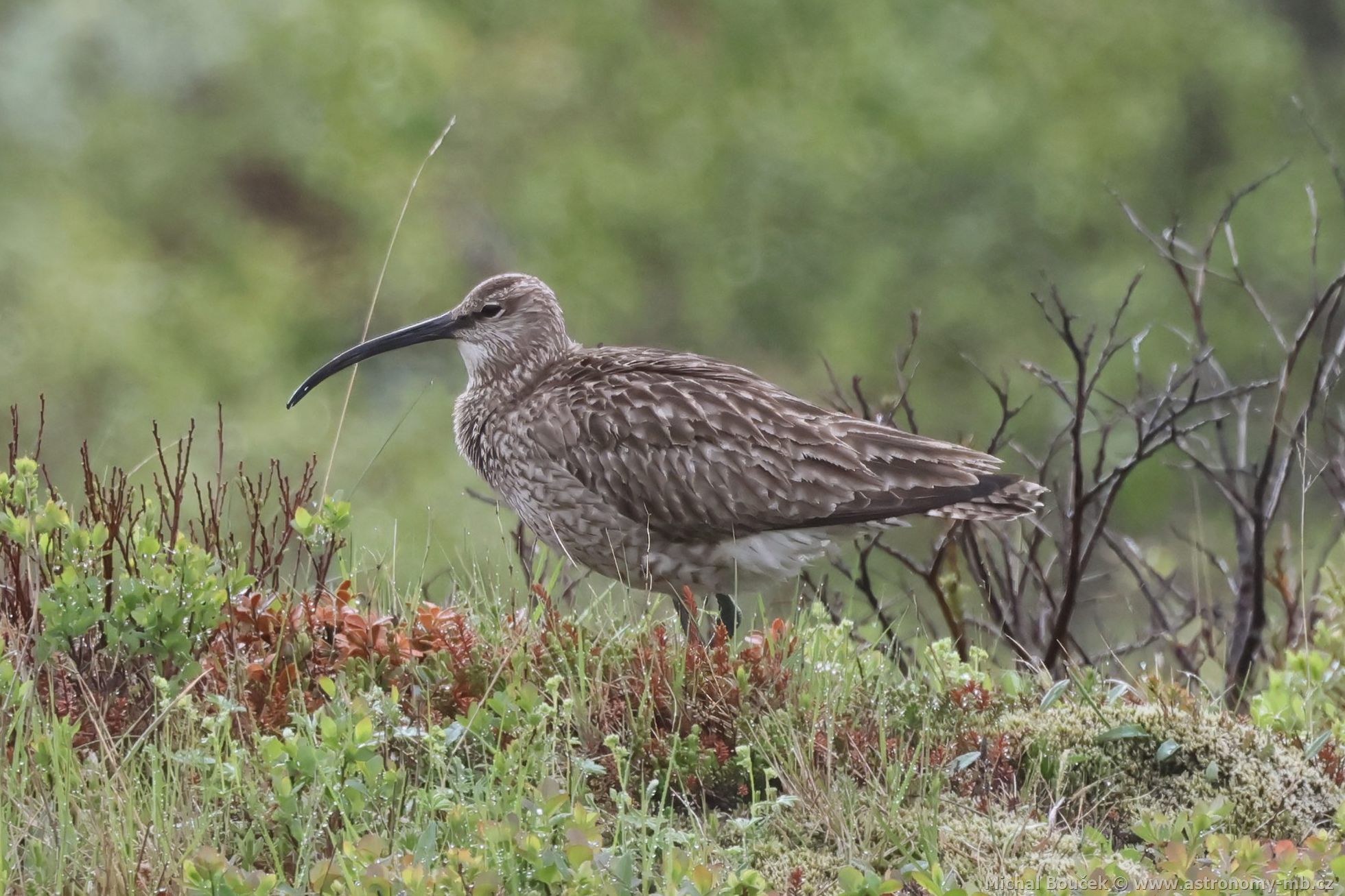 Koliha malá (Numenius phaeopus)