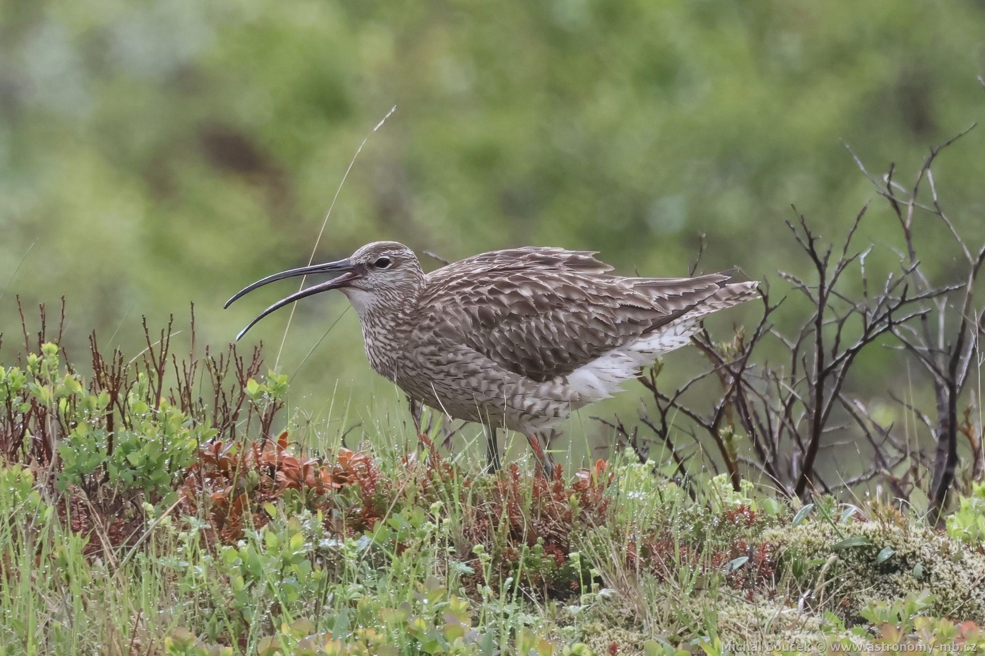 Koliha malá (Numenius phaeopus)