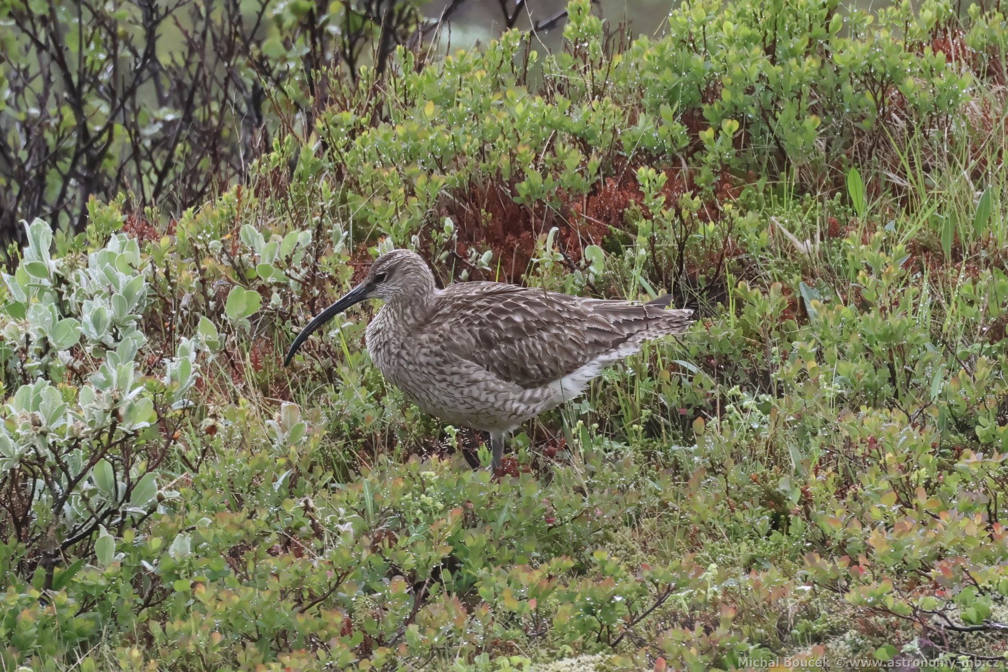 Koliha malá (Numenius phaeopus)
