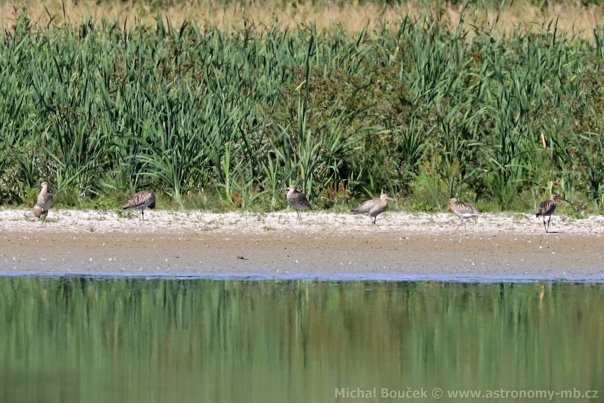 Koliha velká (Numenius arquata)
