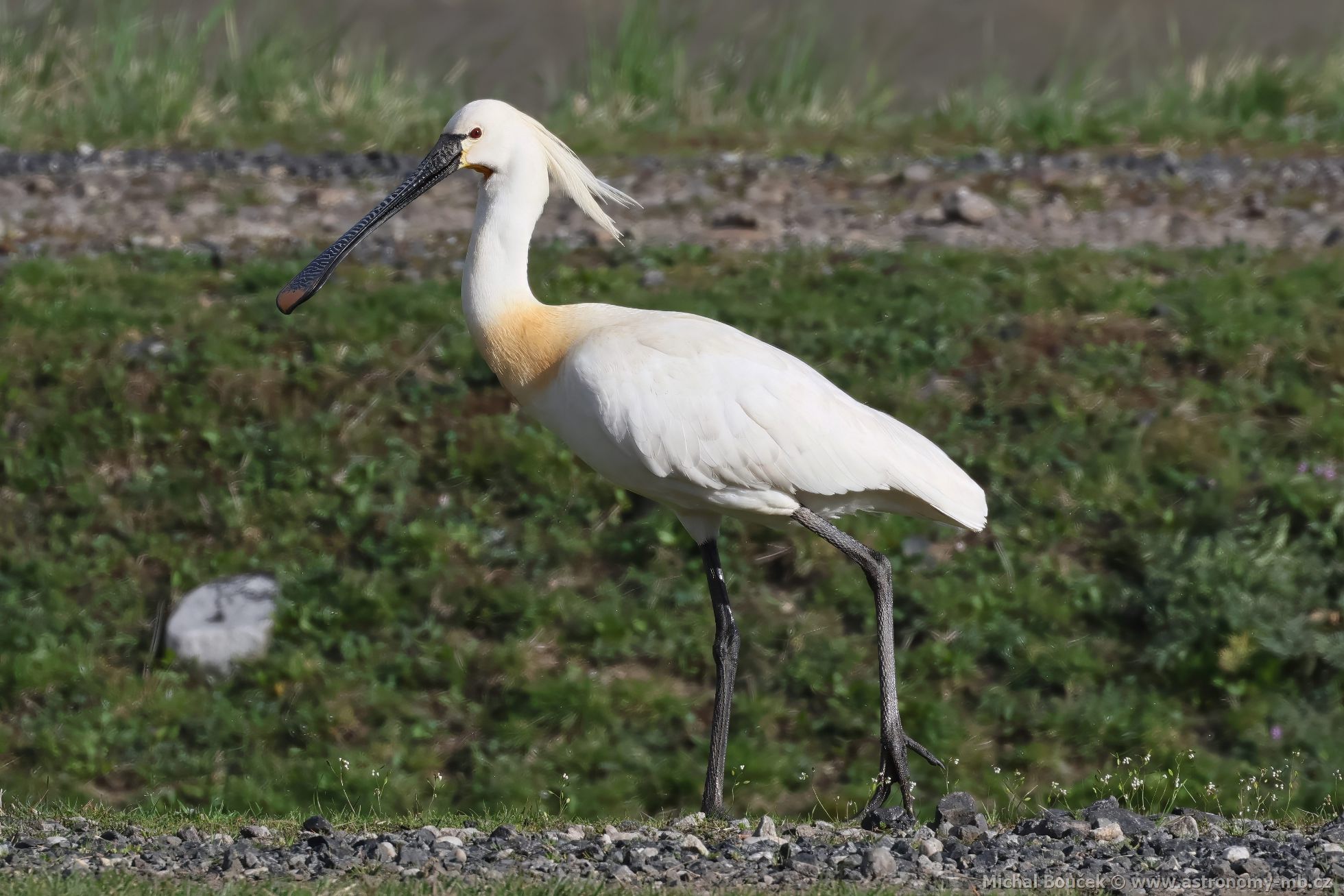 Kolpík bílý (Platalea leucorodia) Kolpík bílý (Platalea leucorodia)