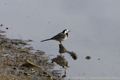 Konipas bílý (Motacilla alba)