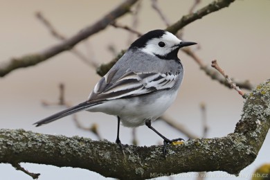Konipas bílý (Motacilla alba)