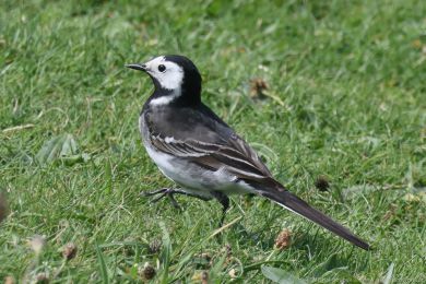 Konipas bílý (Motacilla alba)