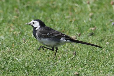 Konipas bílý (Motacilla alba)