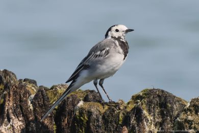 Konipas bílý (Motacilla alba)