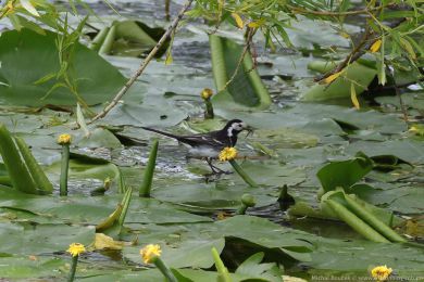 Konipas bílý (Motacilla alba)