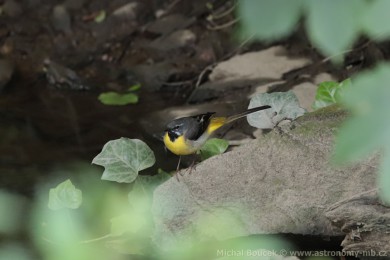 Konipas horský (Motacilla cinerea) Konipas horský (Motacilla cinerea)