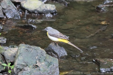 Konipas horský (Motacilla cinerea) Konipas horský (Motacilla cinerea)