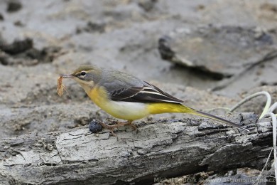 Konipas horský (Motacilla cinerea) Konipas horský (Motacilla cinerea)