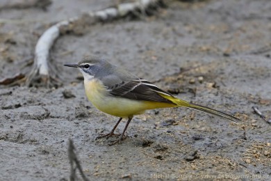 Konipas horský (Motacilla cinerea) Konipas horský (Motacilla cinerea)