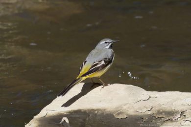 Konipas horský (Motacilla cinerea) Konipas horský (Motacilla cinerea)