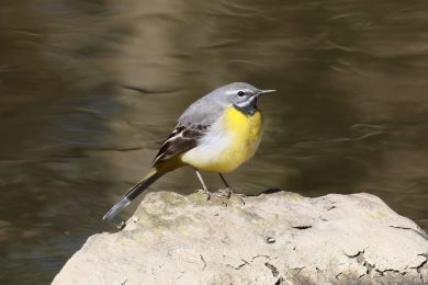 Konipas horský (Motacilla cinerea) Konipas horský (Motacilla cinerea)