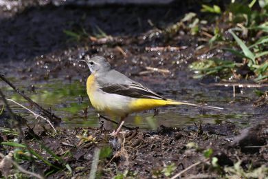 Konipas horský (Motacilla cinerea) Konipas horský (Motacilla cinerea)