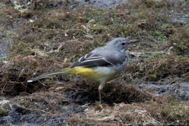 Konipas horský (Motacilla cinerea) Konipas horský (Motacilla cinerea)