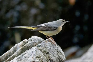 Konipas horský (Motacilla cinerea) Konipas horský (Motacilla cinerea)