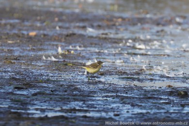Konipas luční (Motacilla flava) Konipas luční (Motacilla flava)