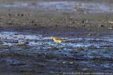 Konipas luční (Motacilla flava) Konipas luční (Motacilla flava)