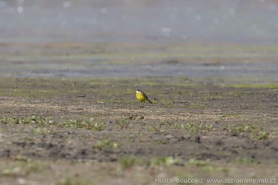 Konipas luční (Motacilla flava) Konipas luční (Motacilla flava)
