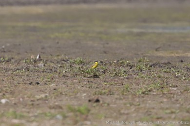 Konipas luční (Motacilla flava) Konipas luční (Motacilla flava)