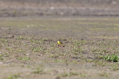Konipas luční (Motacilla flava) Konipas luční (Motacilla flava)