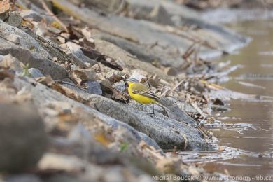 Konipas luční (Motacilla flava) Konipas luční (Motacilla flava)