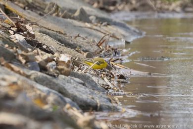 Konipas luční (Motacilla flava) Konipas luční (Motacilla flava)