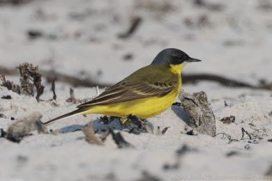 Konipas luční (Motacilla flava) Konipas luční (Motacilla flava)