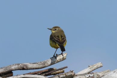Konipas luční (Motacilla flava) Konipas luční (Motacilla flava)
