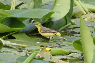 Konipas luční (Motacilla flava) Konipas luční (Motacilla flava)