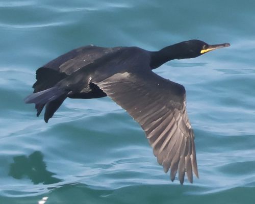 Kormorán chocholatý (Phalacrocorax aristotelis)