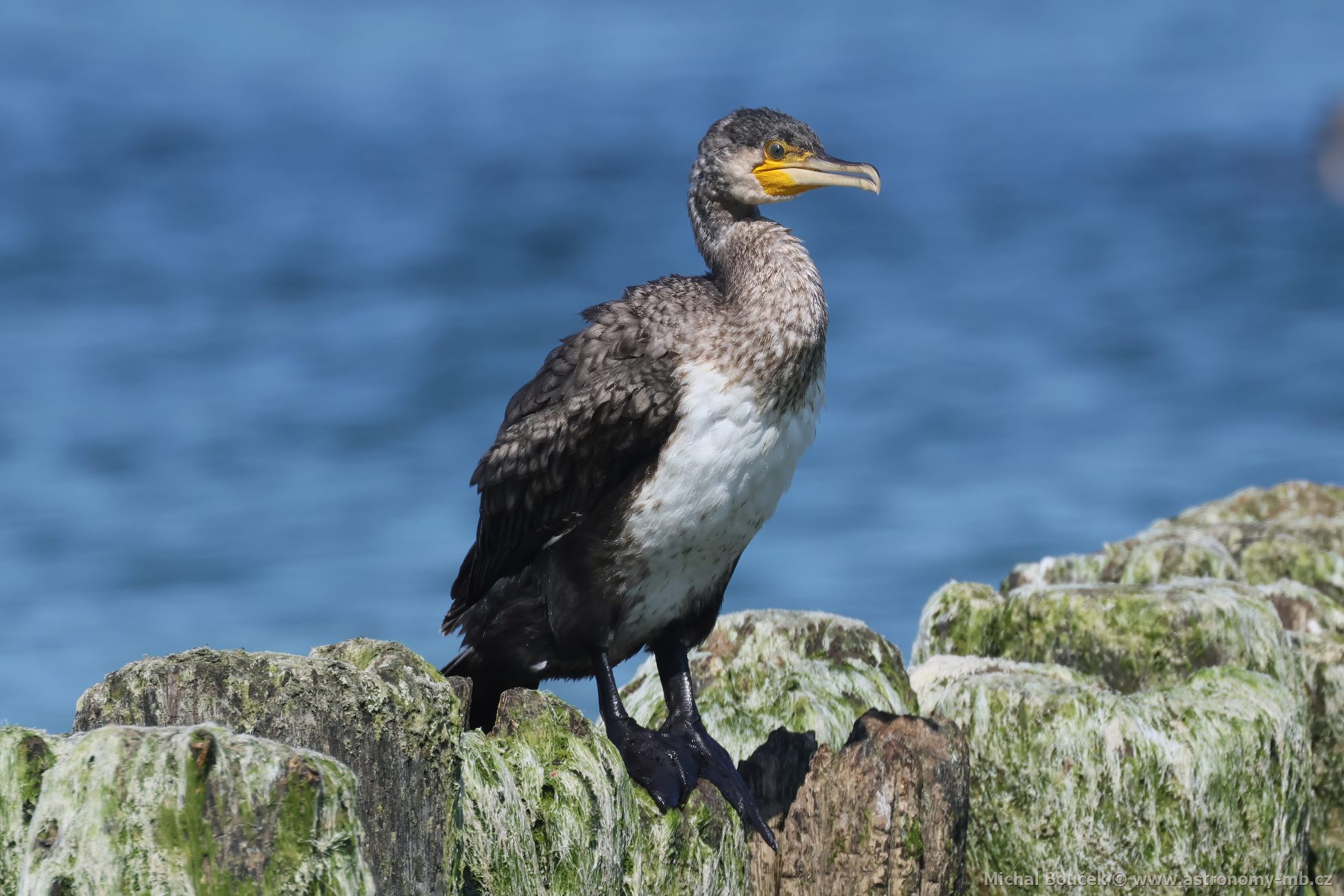 Kormorán velký (Phalacrocorax carbo) Kormorán velký (Phalacrocorax carbo)