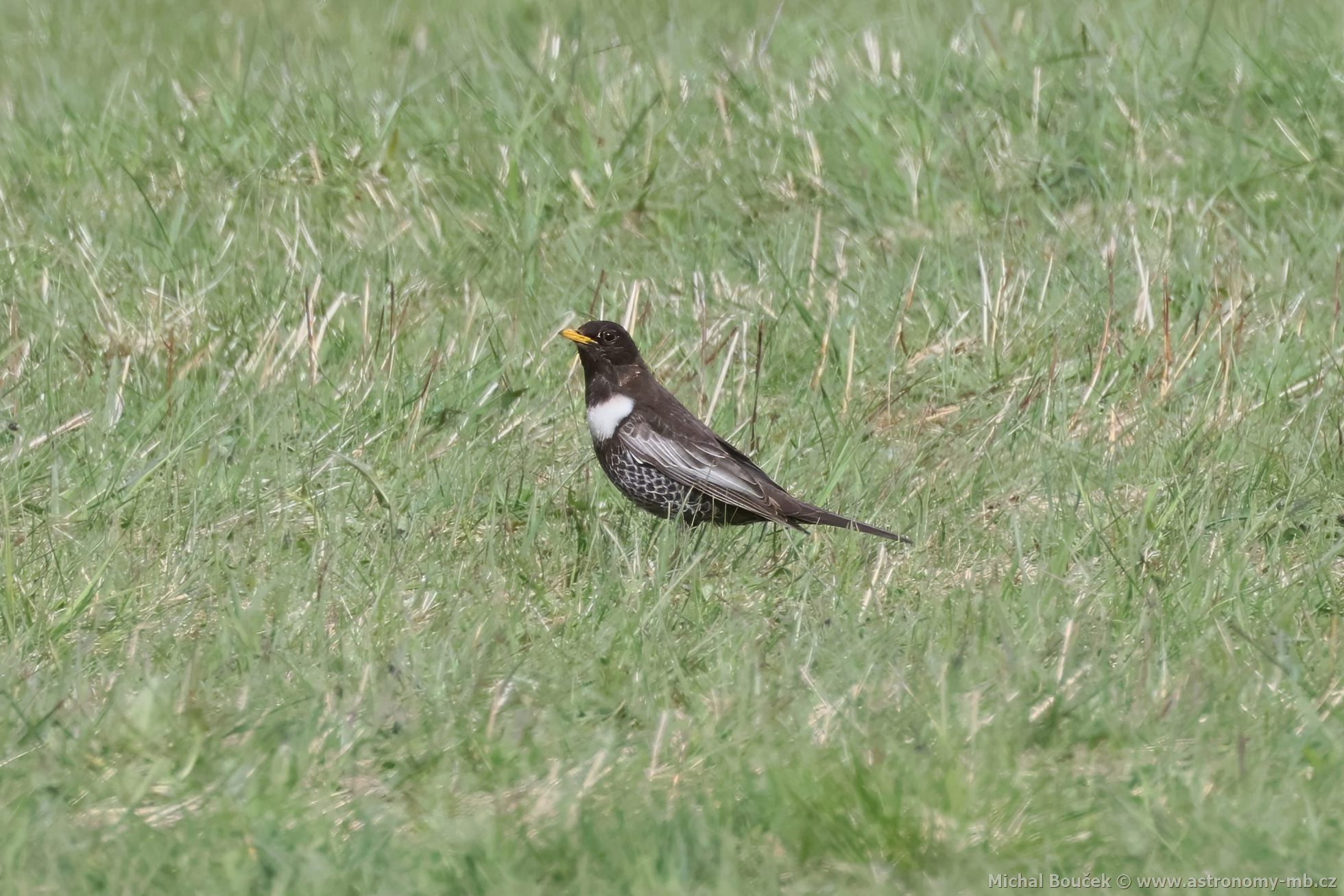 Kos horský (Turdus torquatus) Kos horský (Turdus torquatus)