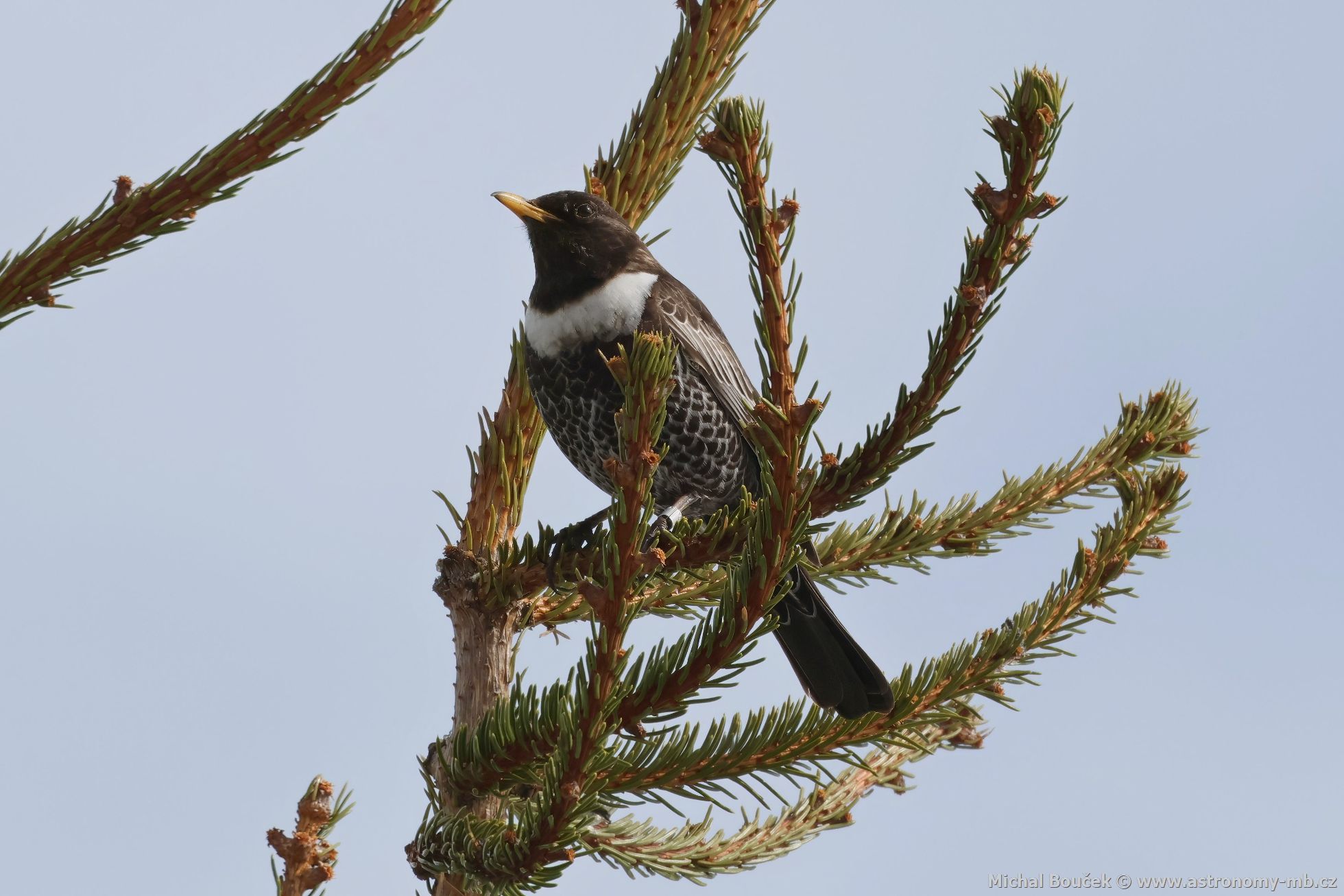 Kos horský (Turdus torquatus) Kos horský (Turdus torquatus)