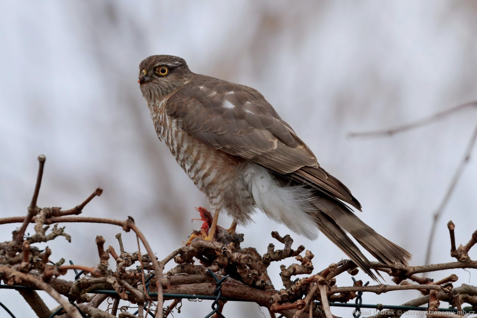 Krahujec obecný (Accipiter nisus) Krahujec obecný (Accipiter nisus)