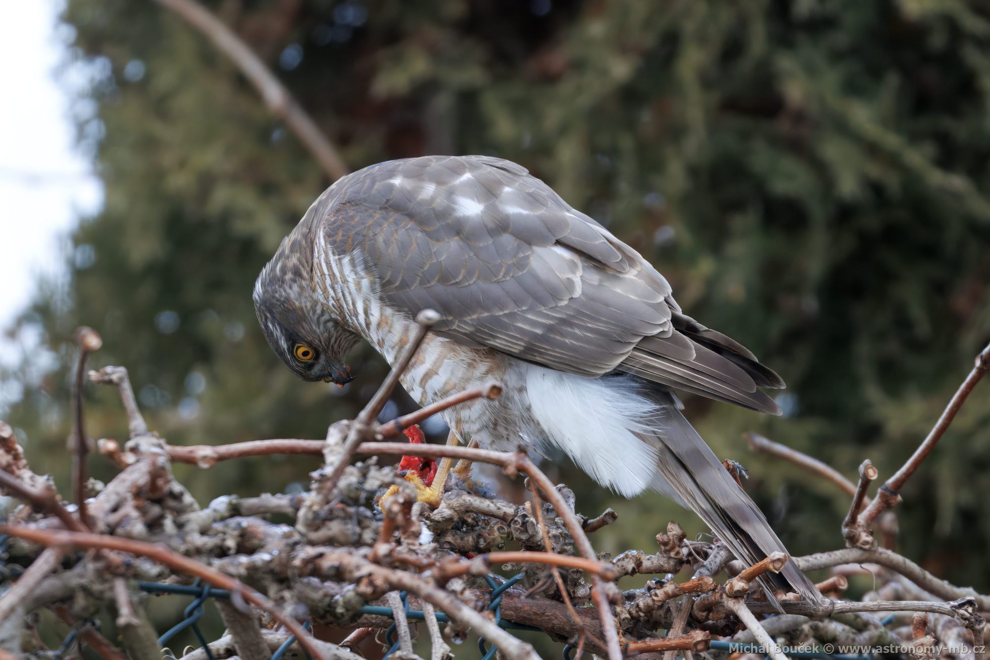 Krahujec obecný (Accipiter nisus) Krahujec obecný (Accipiter nisus)