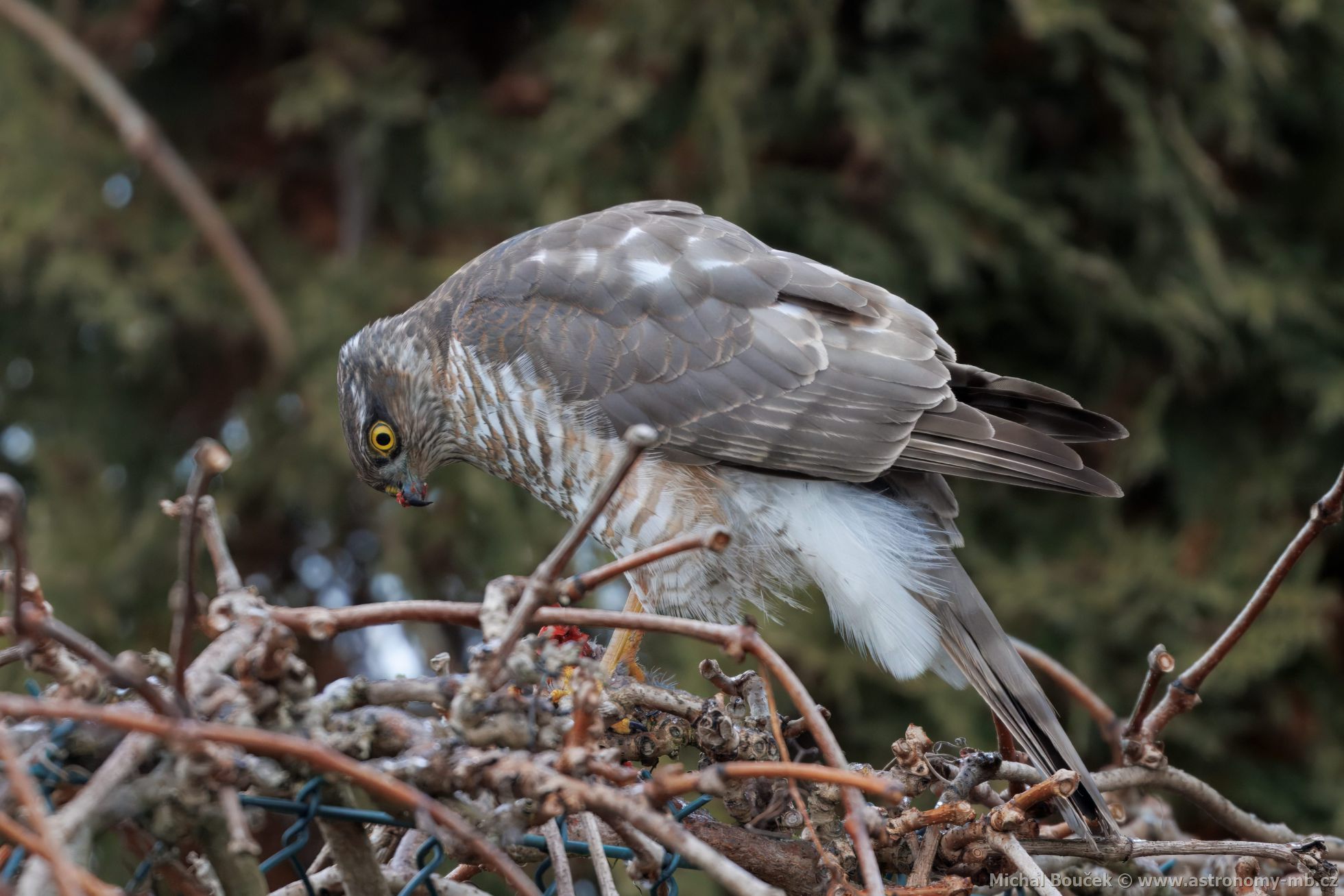 Krahujec obecný (Accipiter nisus) Krahujec obecný (Accipiter nisus)