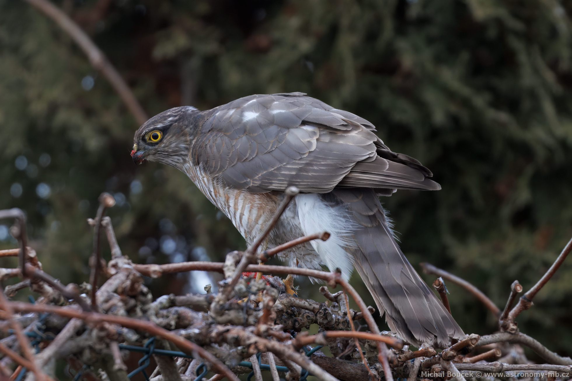 Krahujec obecný (Accipiter nisus) Krahujec obecný (Accipiter nisus)