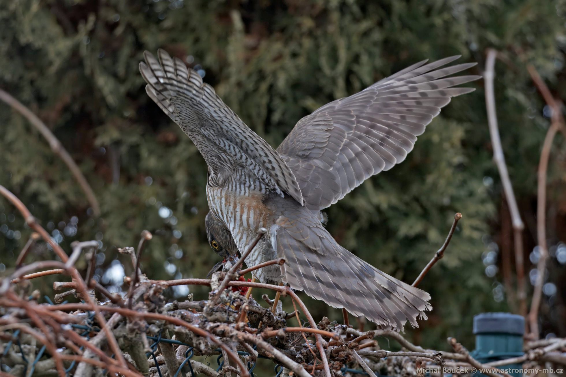 Krahujec obecný (Accipiter nisus) Krahujec obecný (Accipiter nisus)