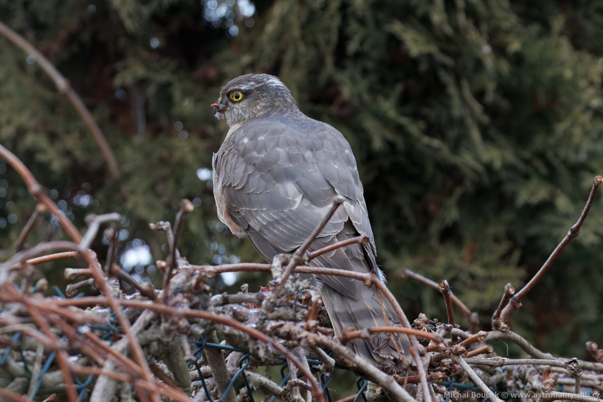 Krahujec obecný (Accipiter nisus) Krahujec obecný (Accipiter nisus)