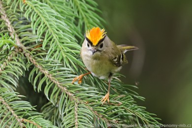Králíček obecný (Regulus regulus) Králíček obecný (Regulus regulus)
