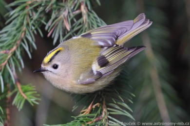 Králíček obecný (Regulus regulus) Králíček obecný (Regulus regulus)
