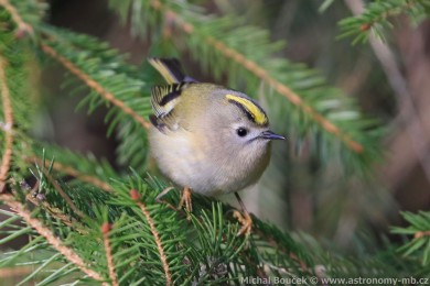 Králíček obecný (Regulus regulus) Králíček obecný (Regulus regulus)