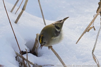 Králíček obecný (Regulus regulus) Králíček obecný (Regulus regulus)