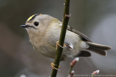 Králíček obecný (Regulus regulus) Králíček obecný (Regulus regulus)